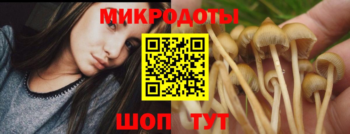 Киселёвск  Псилоцибиновые грибы Cubensis  Вход с VPN 